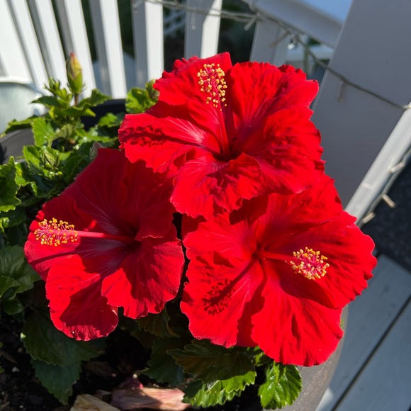 SHOP ON! - Picture 5 of 6